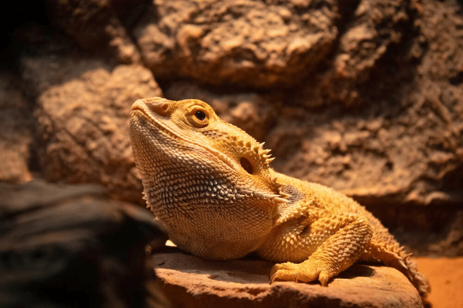 Keep Your Reptiles Warm The Five Best Reptile Heat Lamps