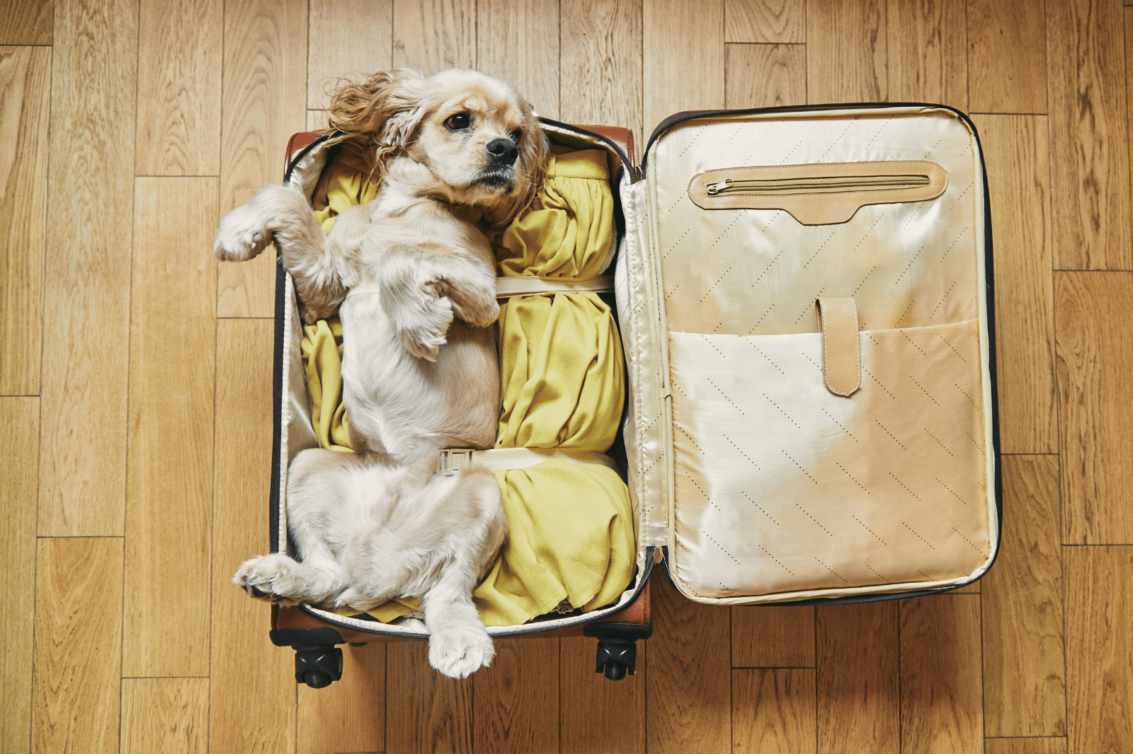 Top 8 Best Dog Travel Bags Your Perfect Companion On The Go!