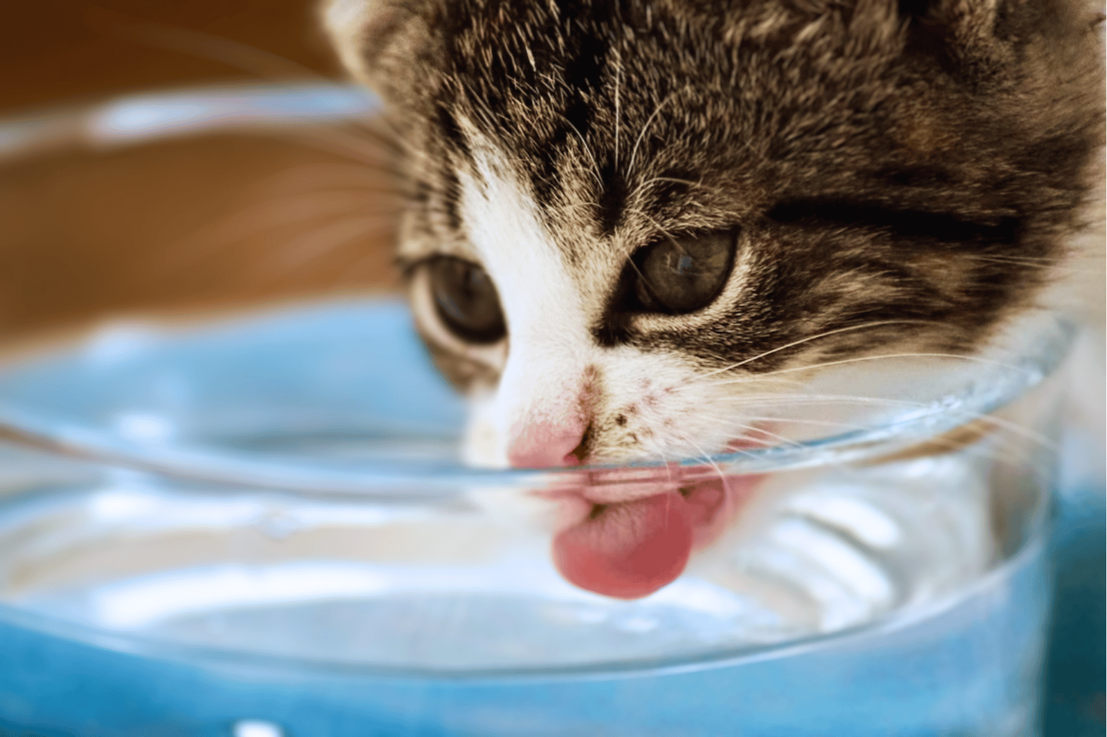 Best Cat Water Fountain