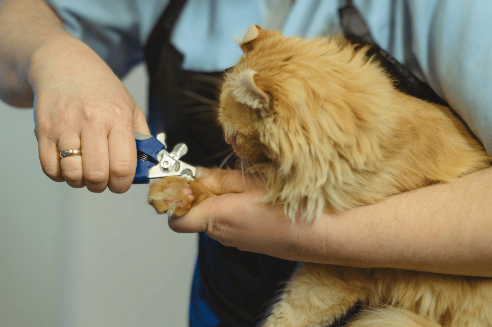 The Best Cat Nail Clippers