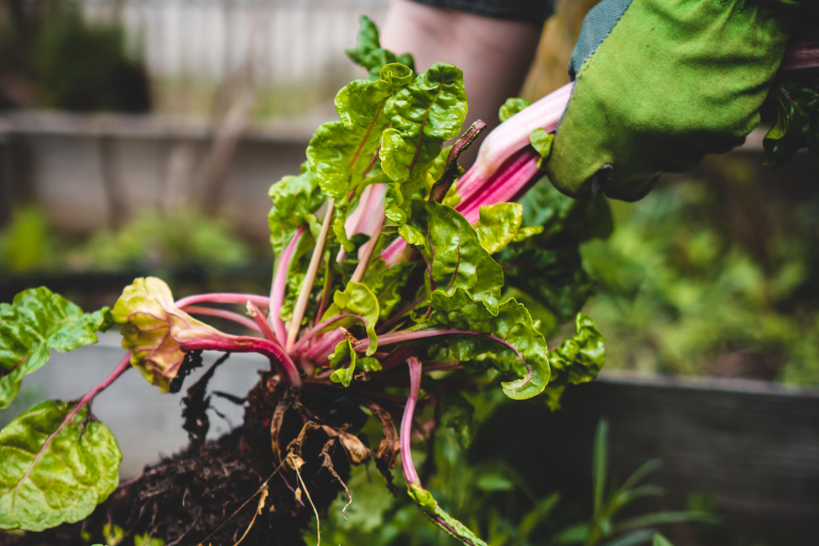 The Best Soils for Vegetable Gardening