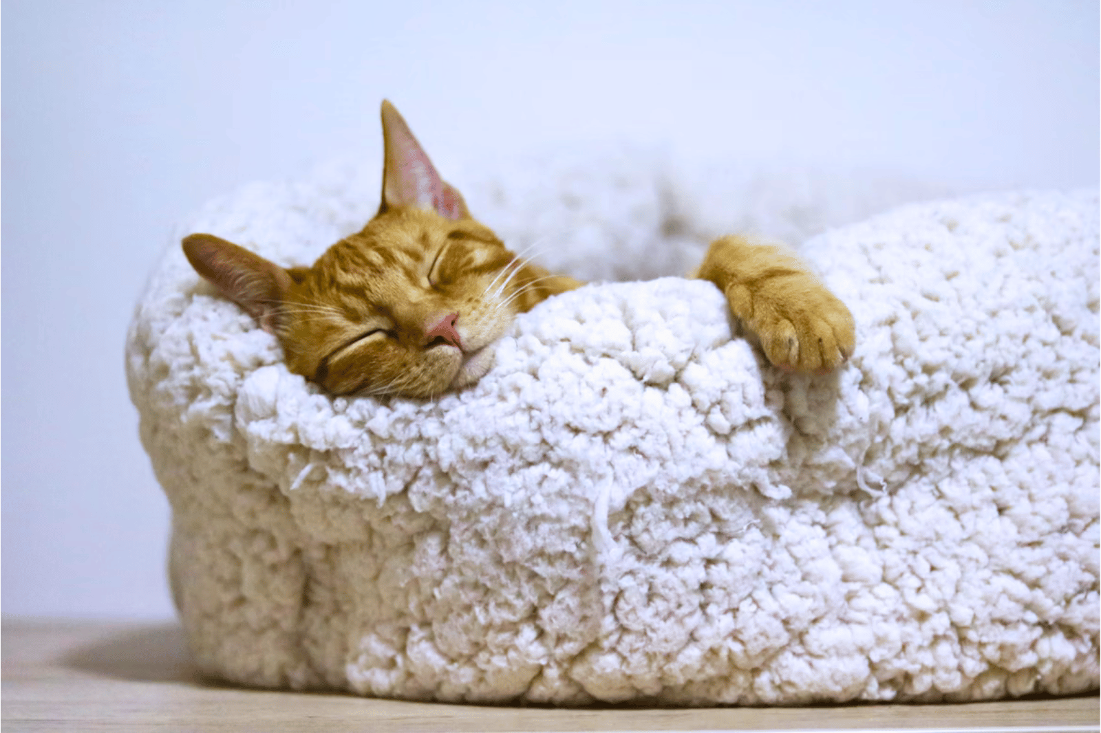 Best Cat Beds