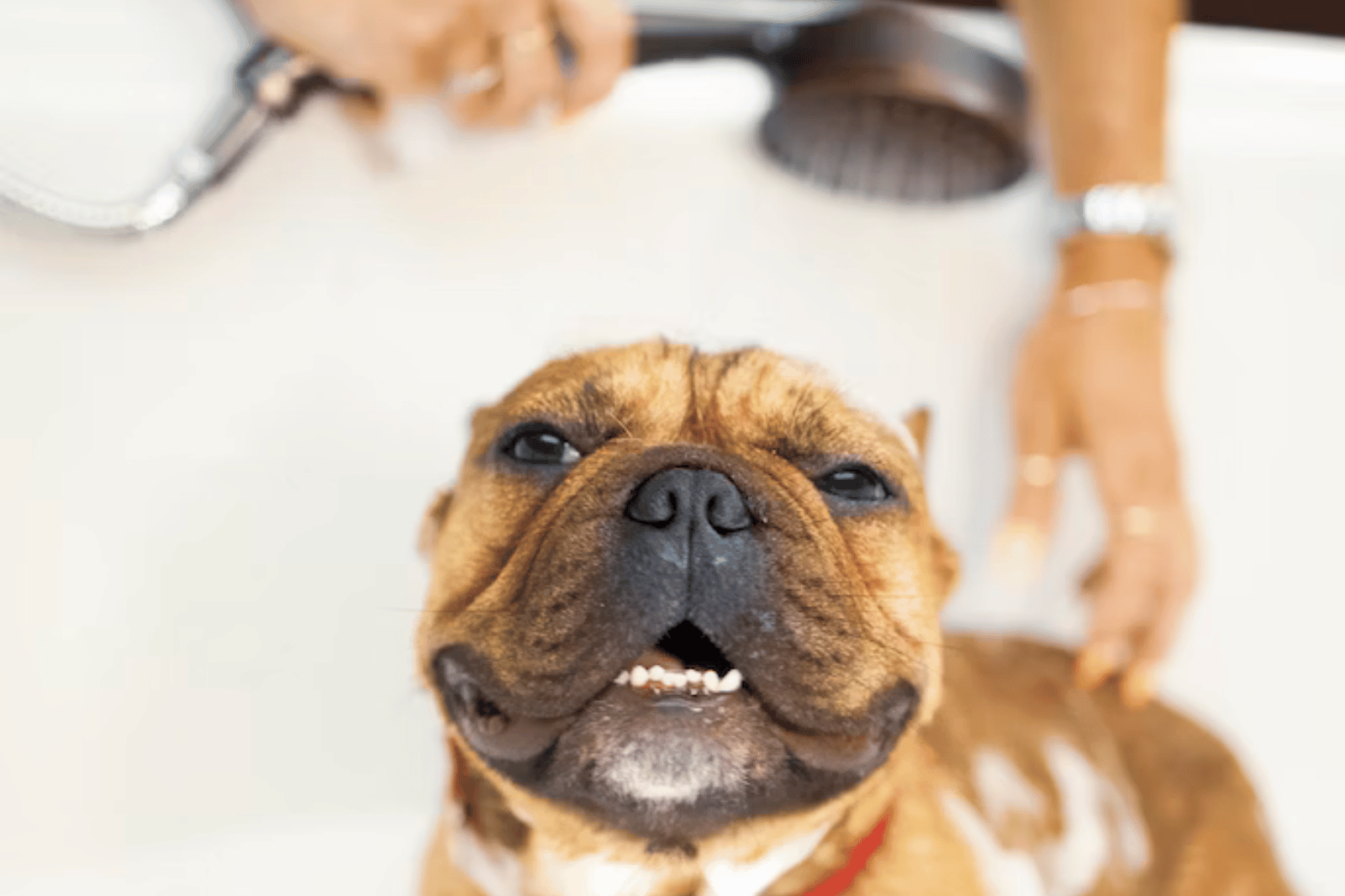Top 6 Best Flea Shampoo For Dogs