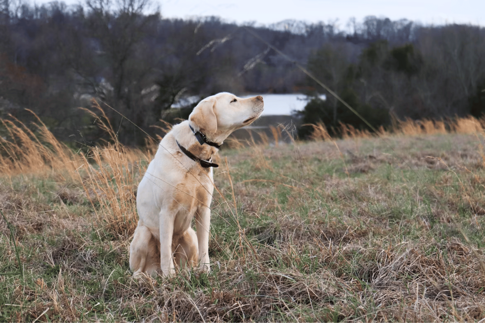 The Best Dog GPS Trackers