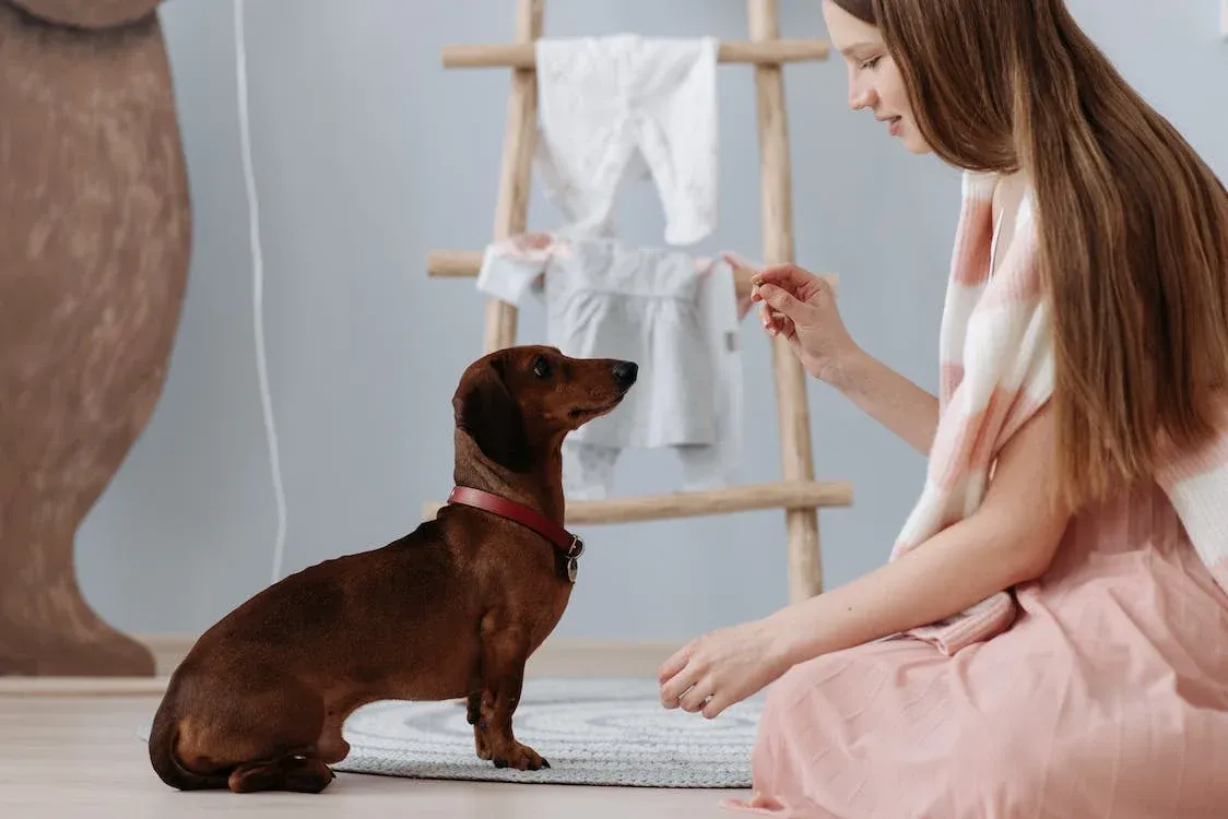 Best Puppy Training Treats