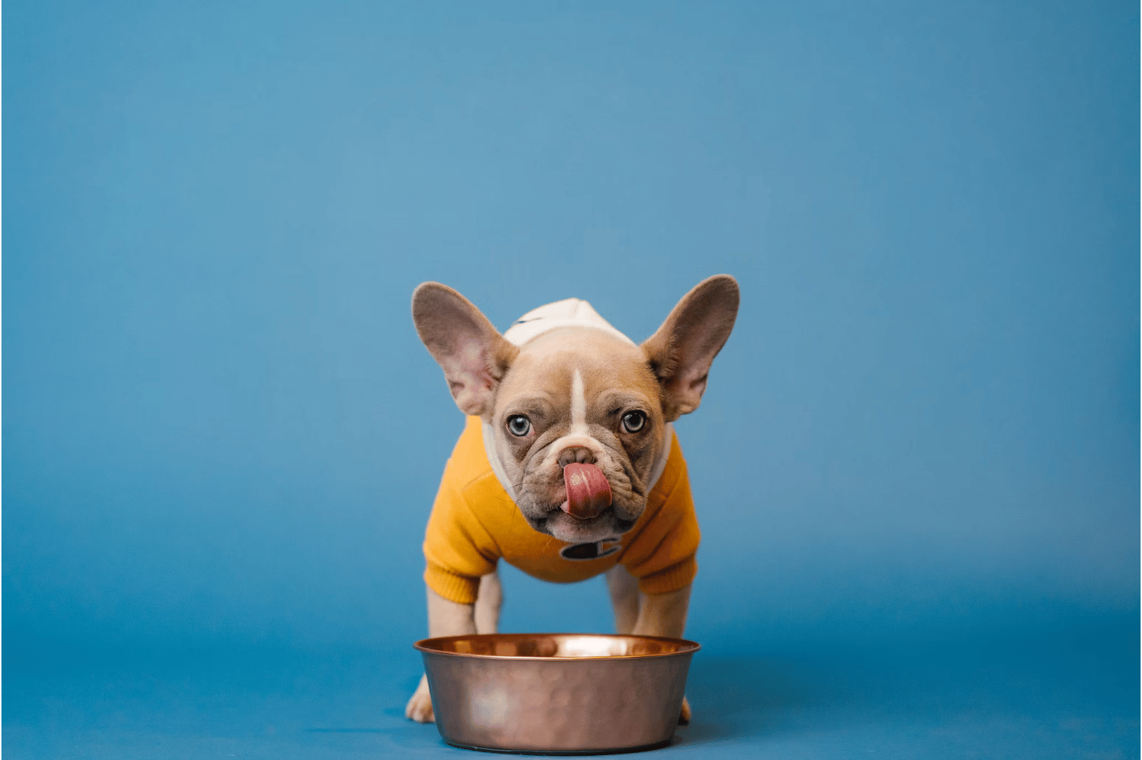 6 Best Dog Water Bowls