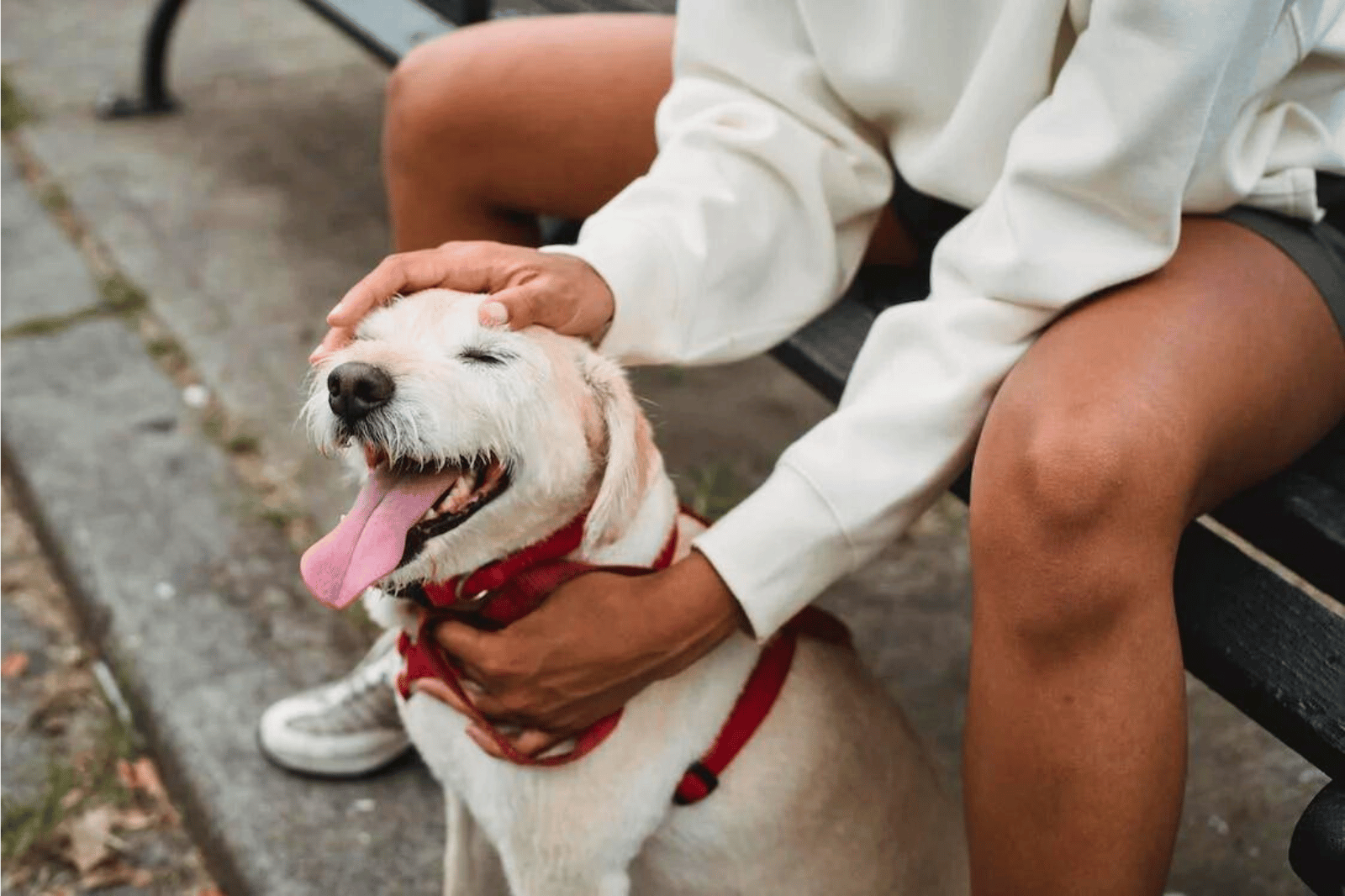 The 5 Best Small Dog Harnesses