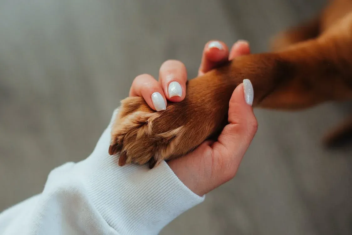 The 5 Best Dog Paw Cleaners