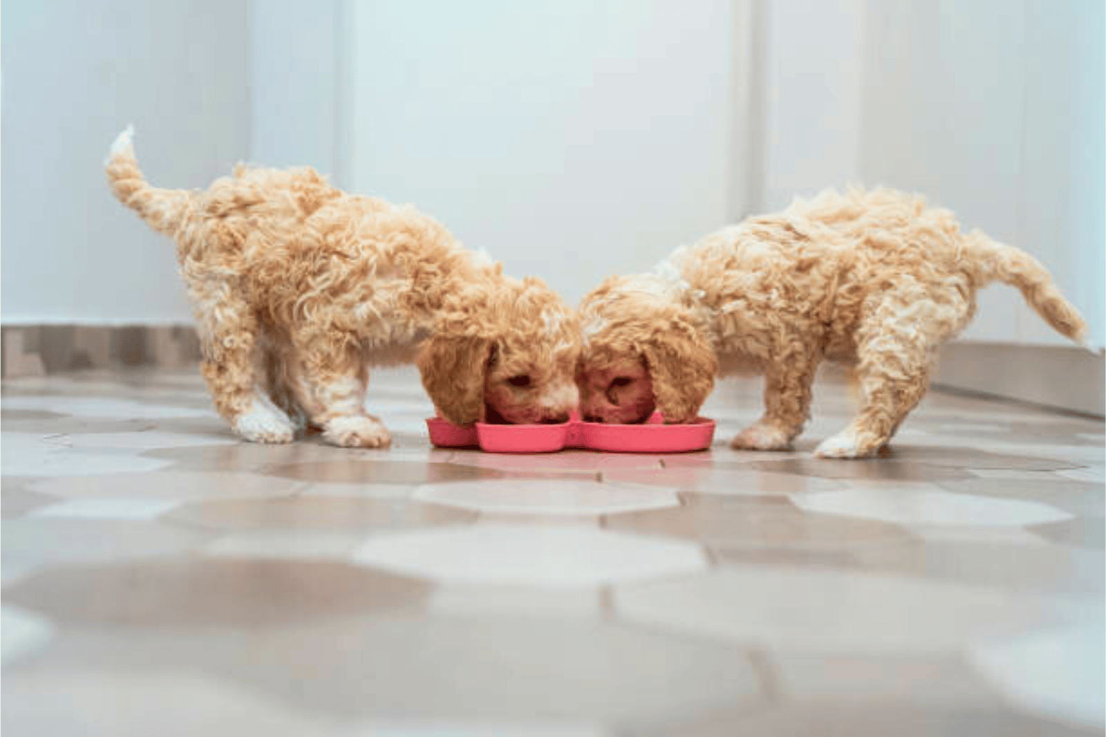 6 Best Dog Licking Mats