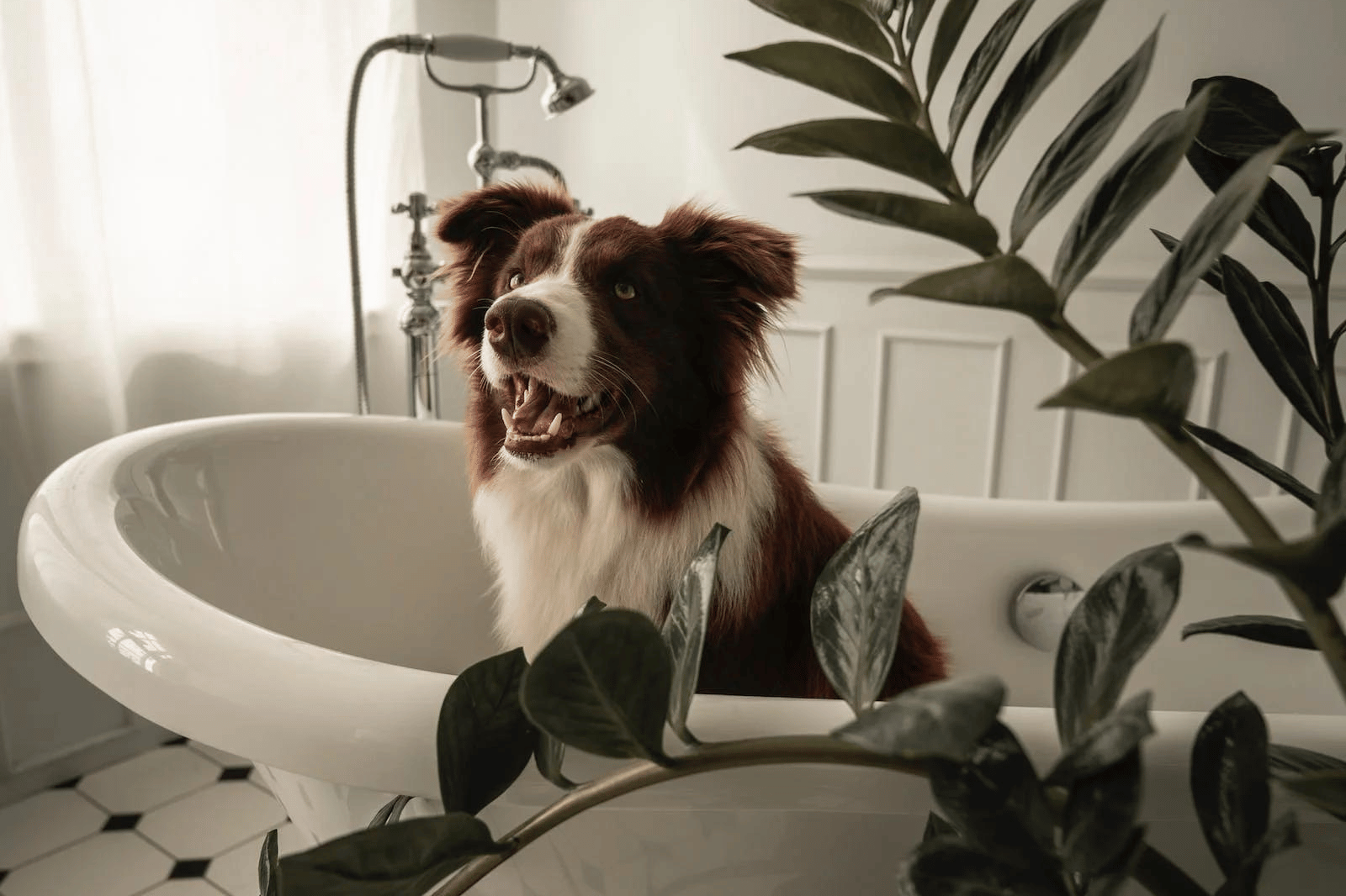 Best Smelling Dog Shampoo
