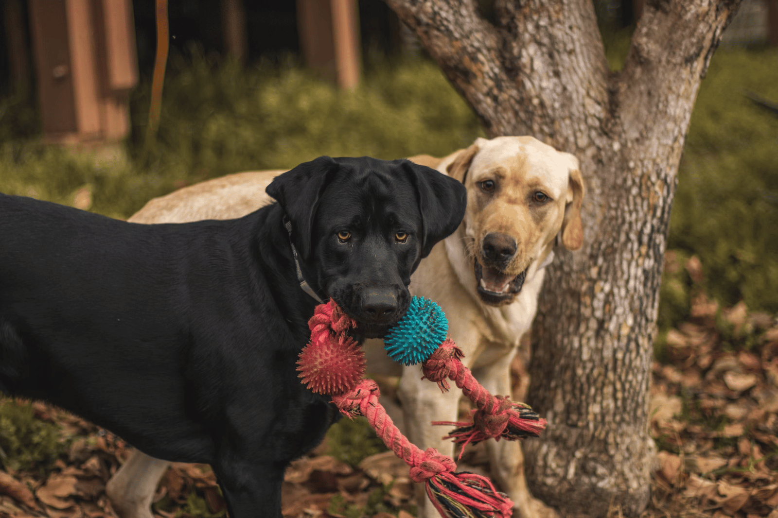 Best Tug Toys for Dogs