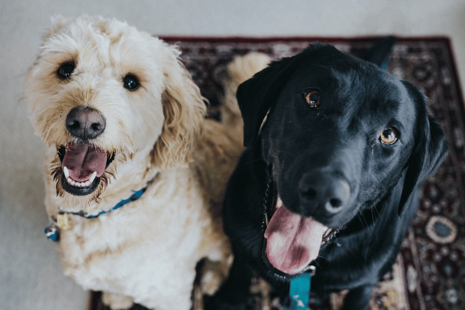 What Kind of Collar is Best for a Long-Haired Dog?