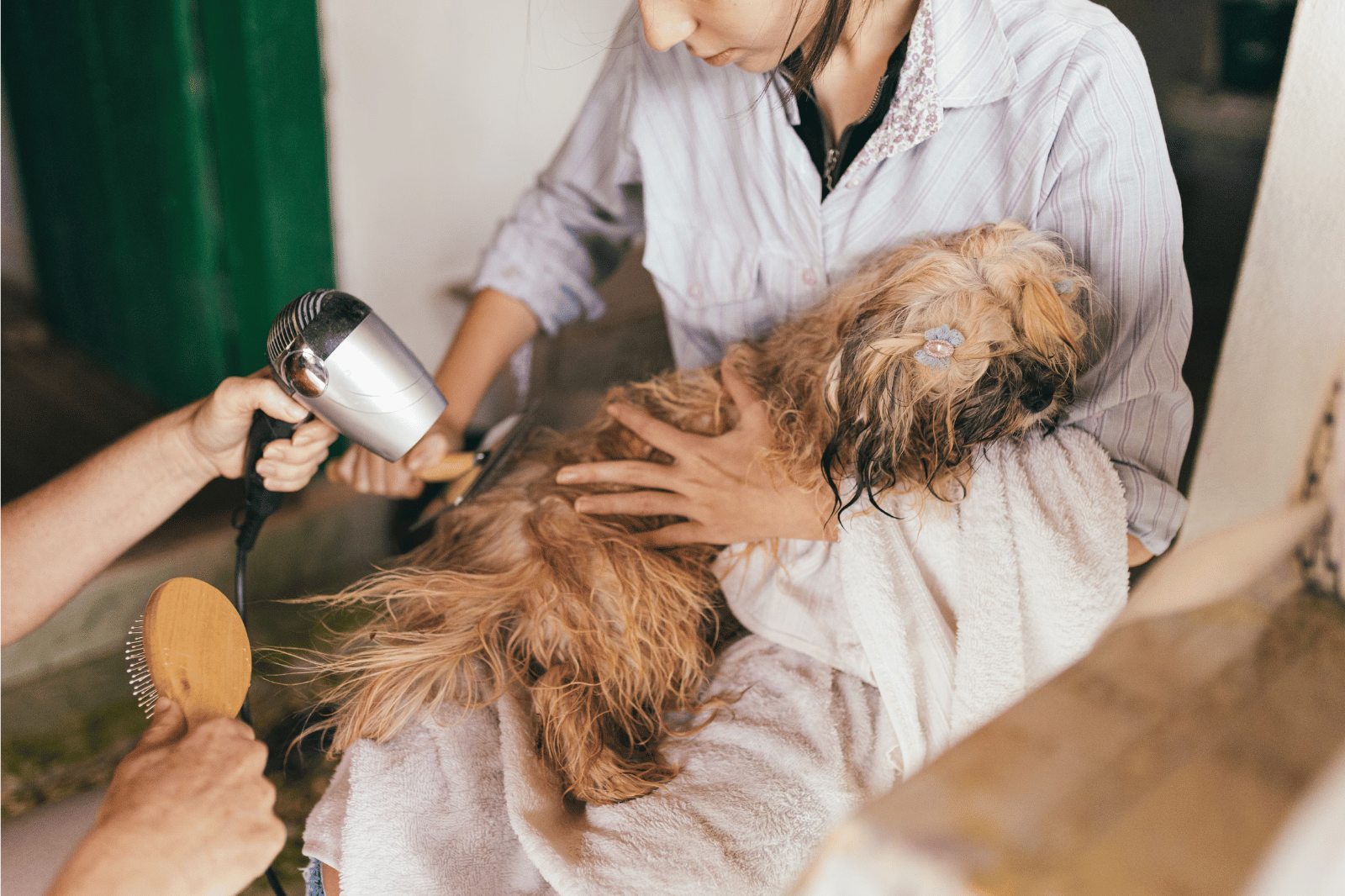 Which Drying Method is Best for a Double Coated Dog?