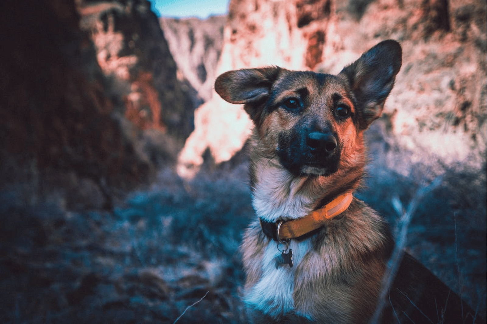 Top 6 Best Dog Collars to Prevent Hair Loss - Style & Comfort in One Go