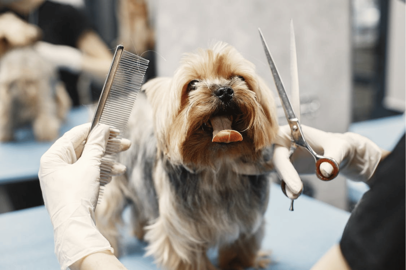 What Not To Do With a Double-Coated Dog?