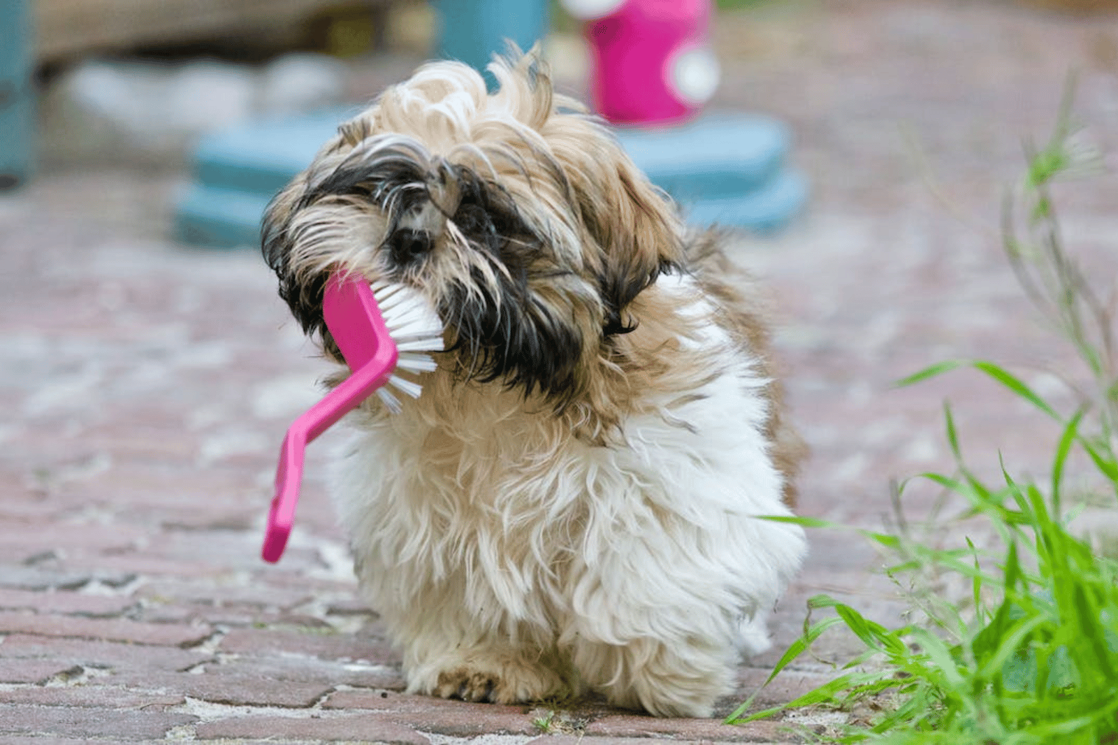What Not To Do With a Double-Coated Dog?