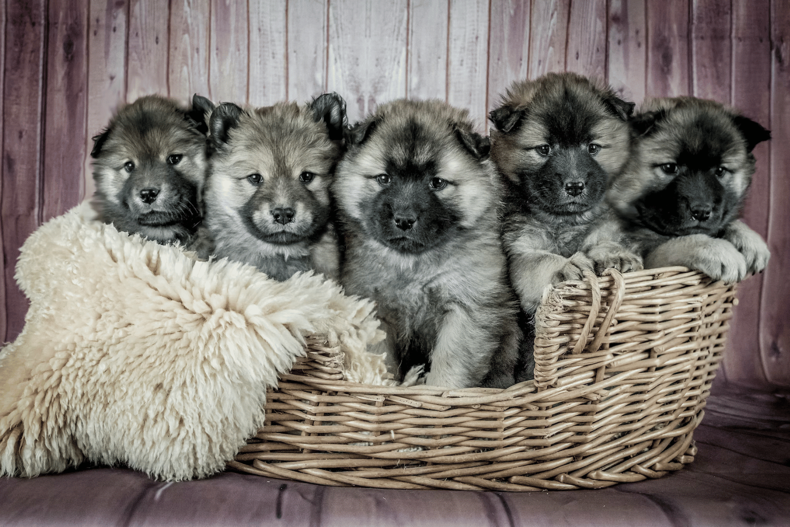 How Do You Reduce Shedding on a Double Coated Dog?