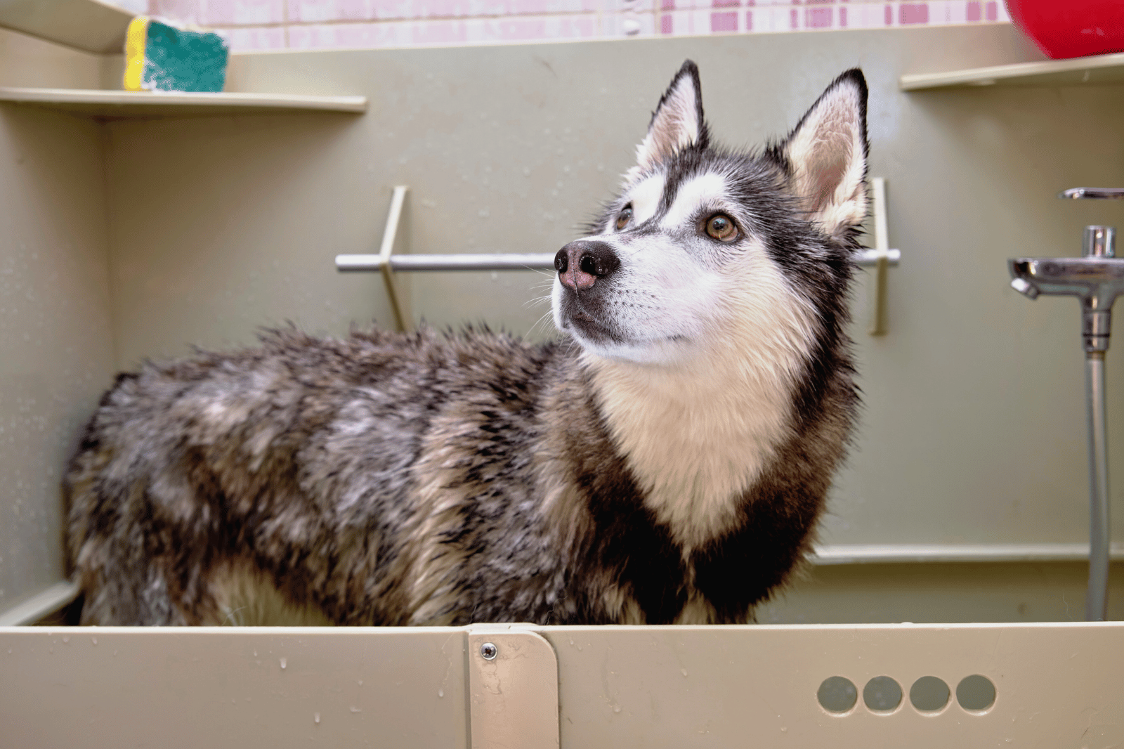 The 6 Best Shampoo for Huskies: Unleash the Perfect Furcare!