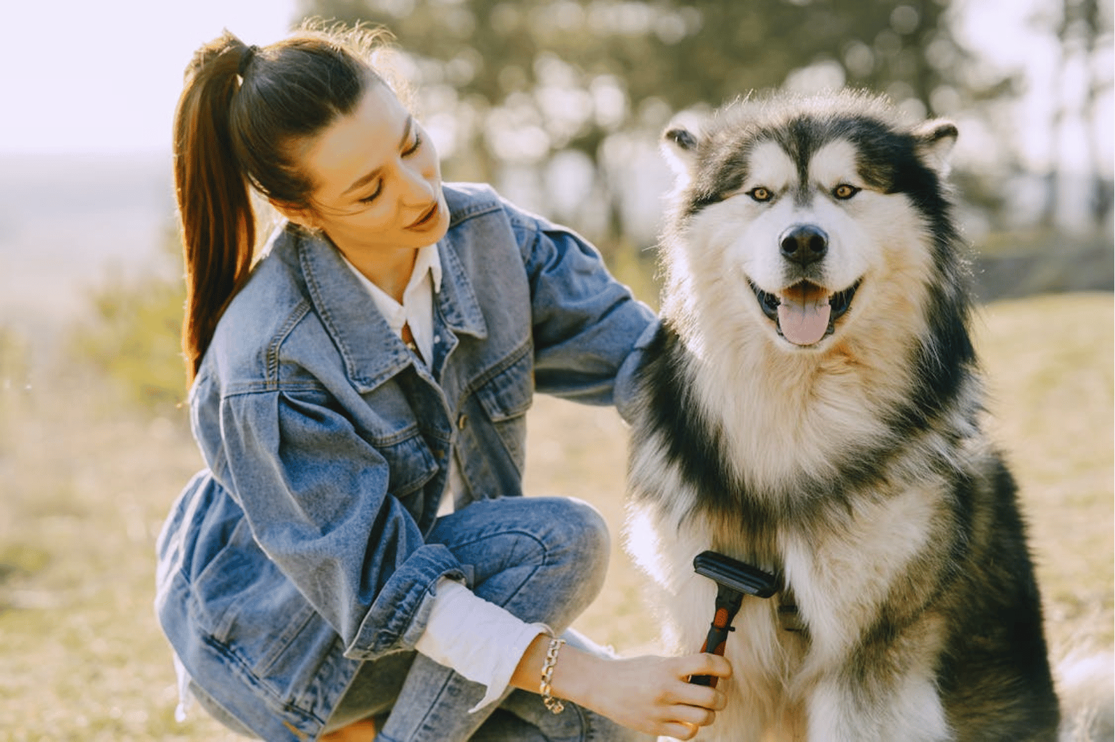 The Best Brush for Huskies: Unleashing Flawless Fur! Top 8 Picks to Groom Your Pup's Coat
