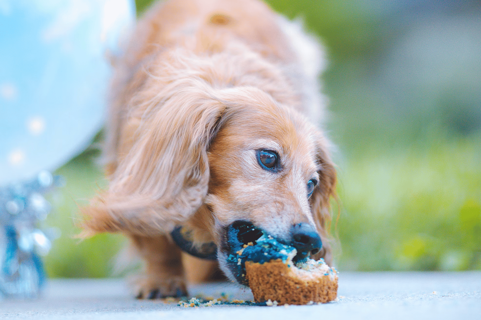 The 7 Best Dog Food For Dachshunds: Feastables for Your Furry Friend