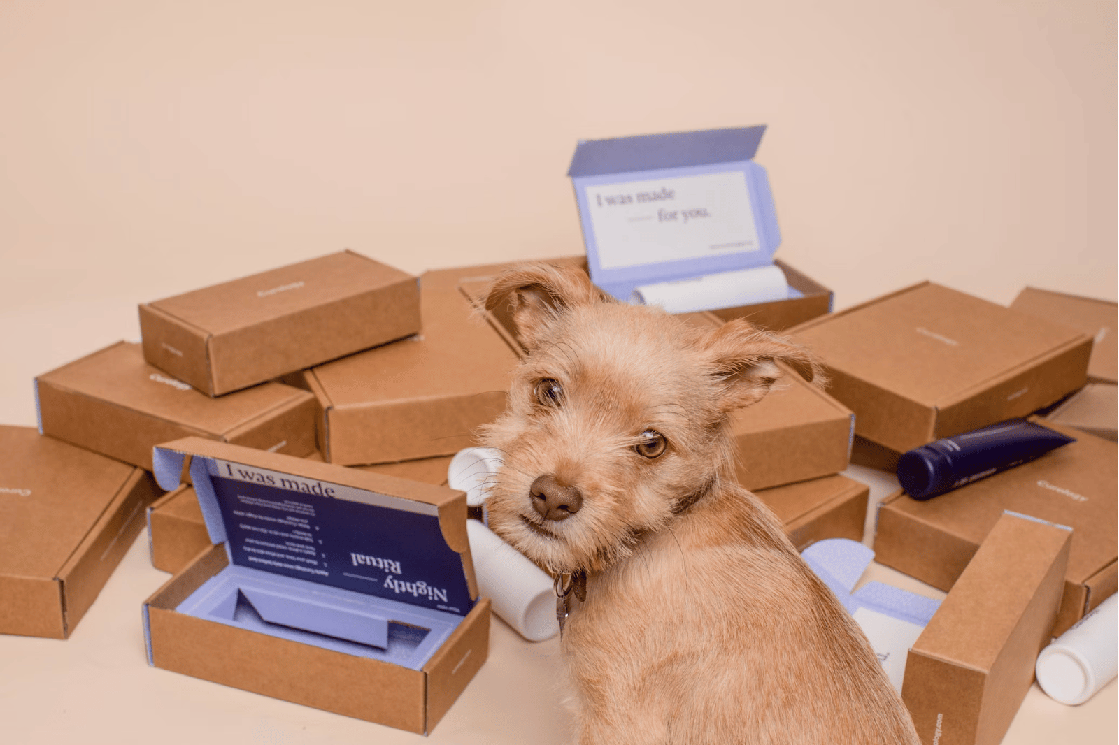 6 Best Dog Subscription Box: Discovering the Perfect Dog Subscription Box for Every Pup