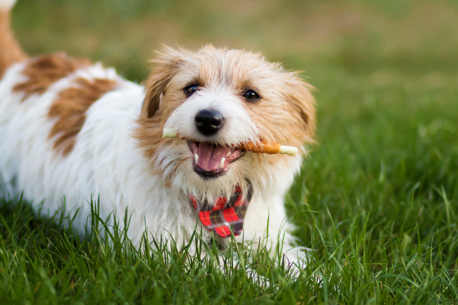Top 5 Best Dog Dental Chews - Small Hack to Dog’s Healthy Teeth & Fresh Breath