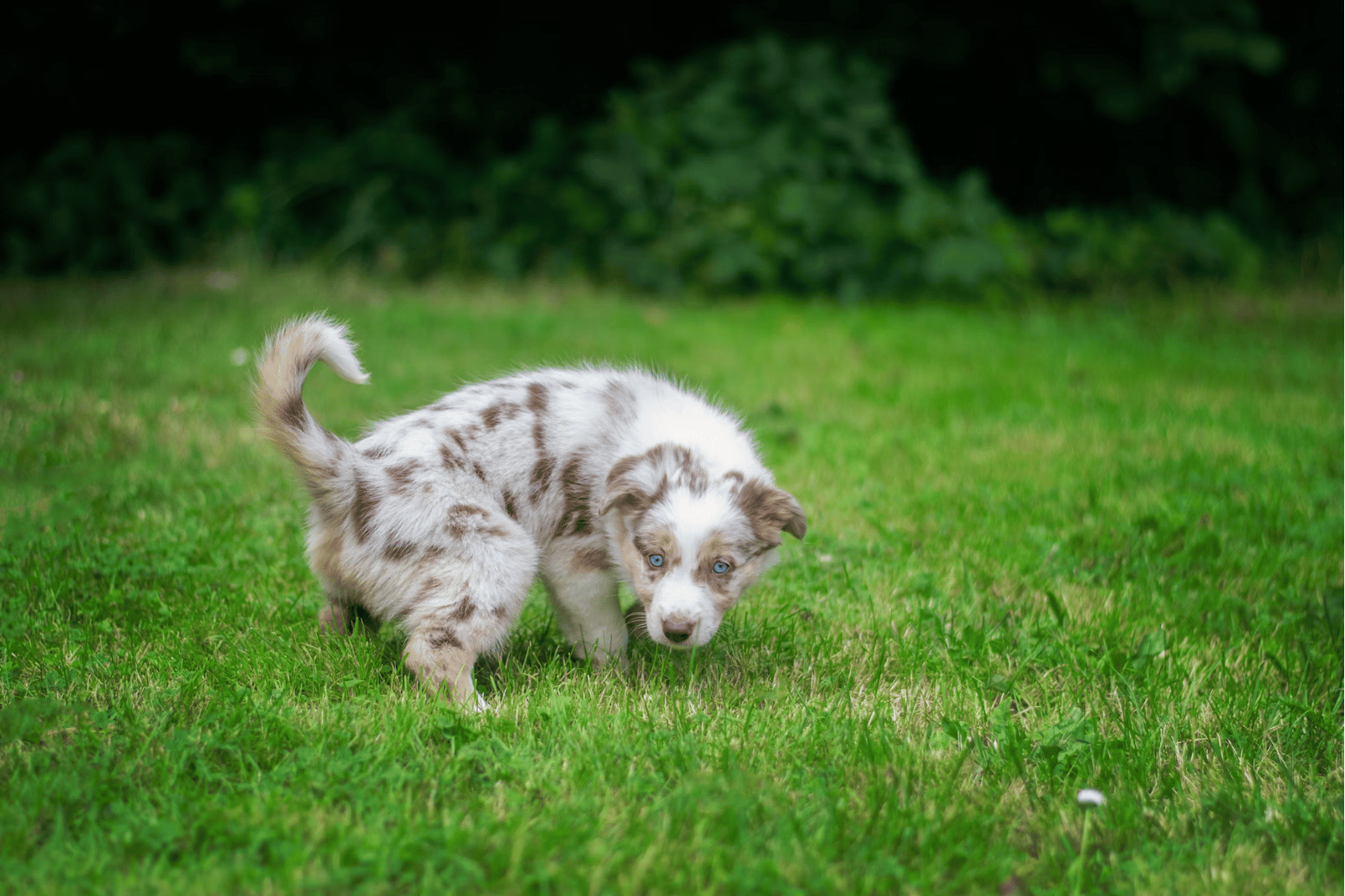 Keeping Your Pup Happy: The 5 Best Grasses for Dogs
