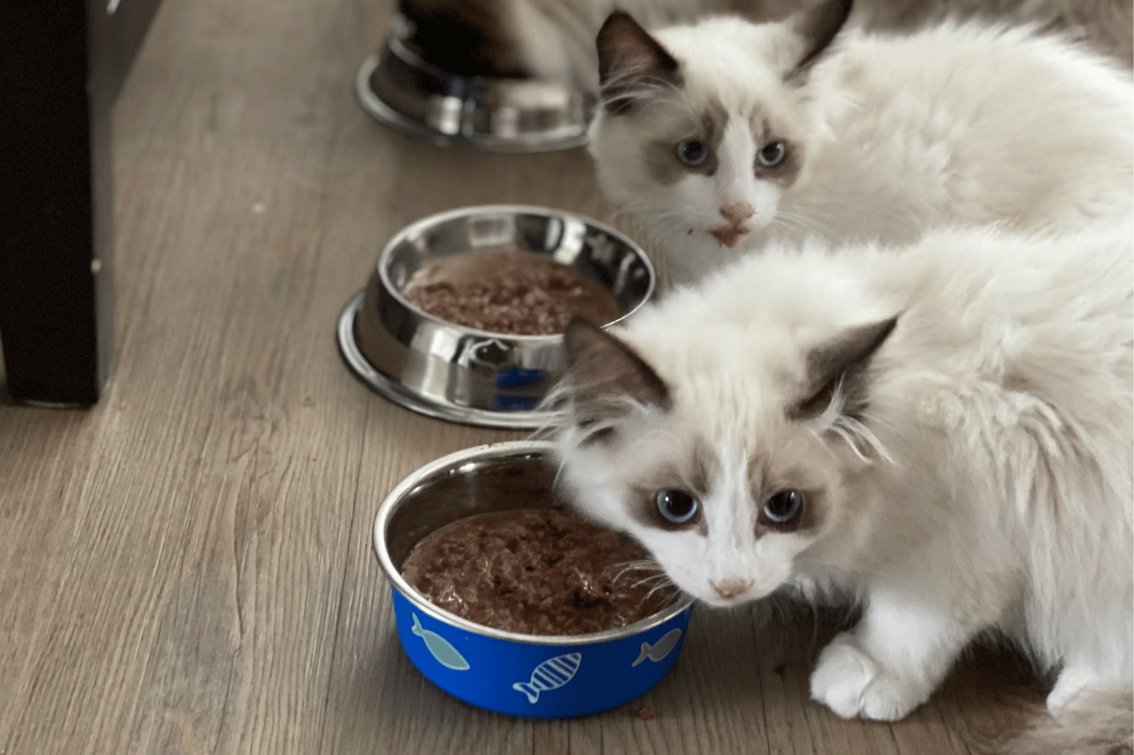 6 Best Grain-Free Cat Food Options for 2024