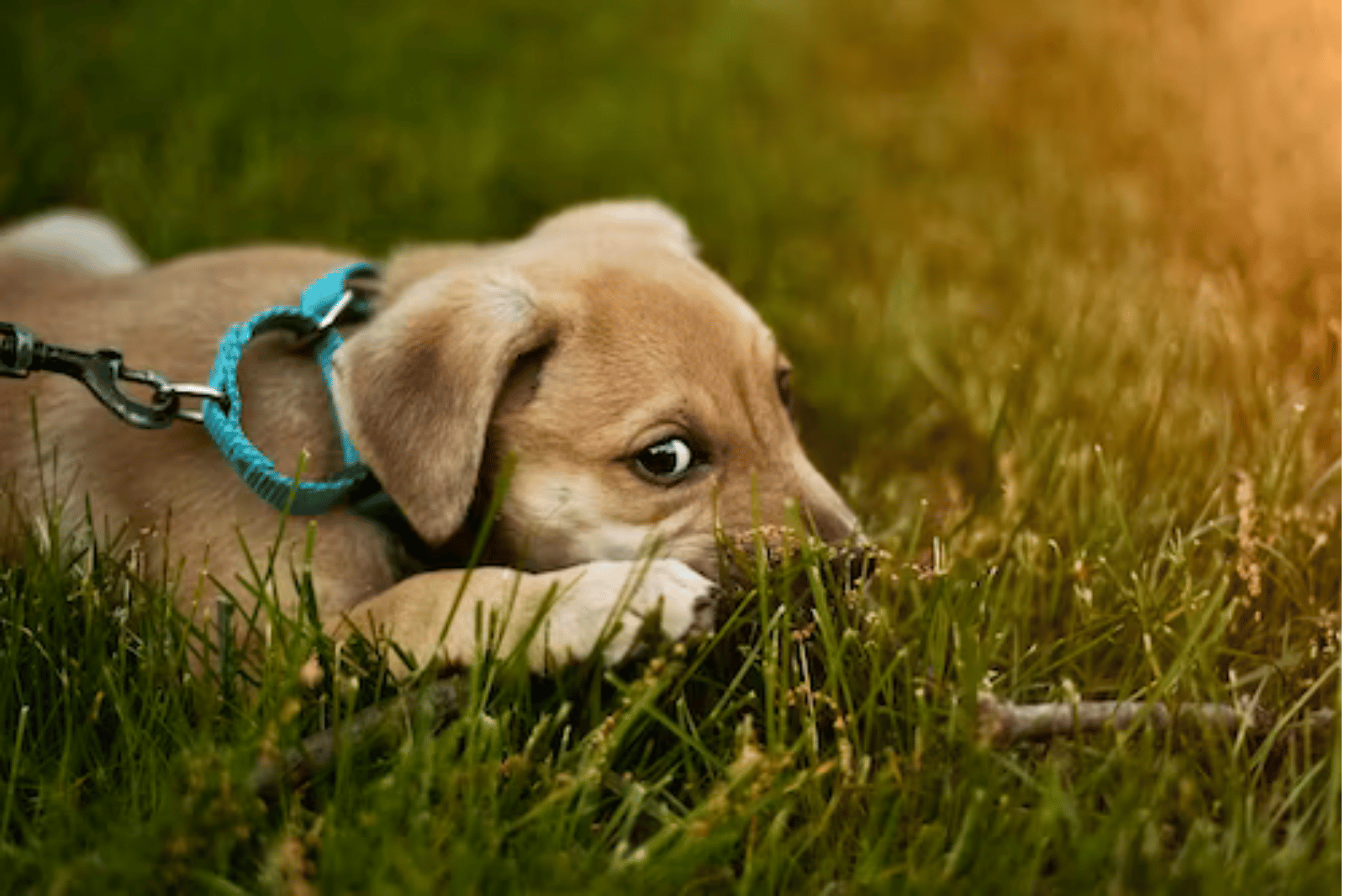 Keep Your Four-Legged Friend Safe with The 5 Best Quick-Release Collars