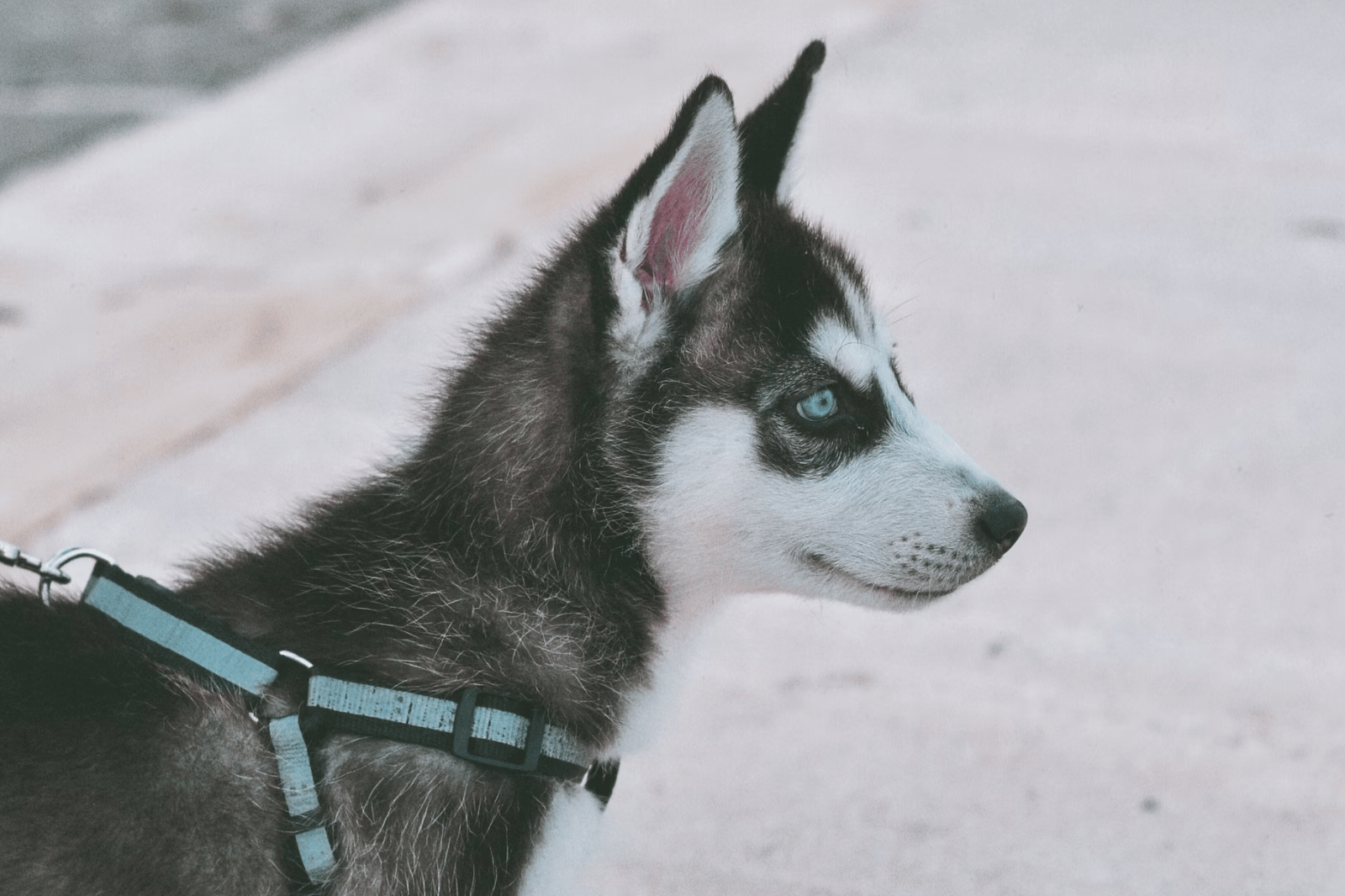 The 7 Best Harness for Huskies: Unleashing Style and Comfort!