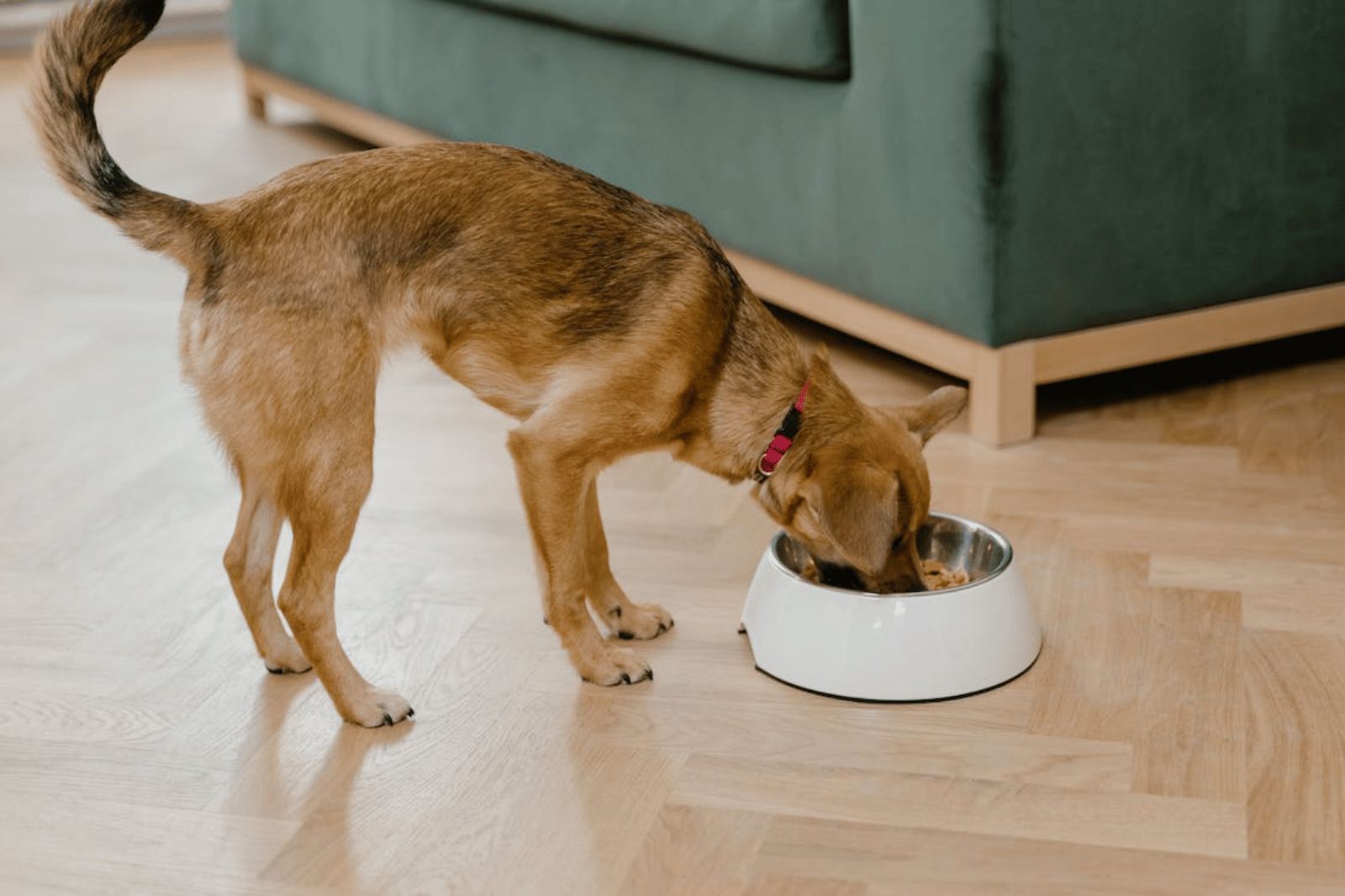 The Top 10 Best Food for Dogs with Allergies in 2024