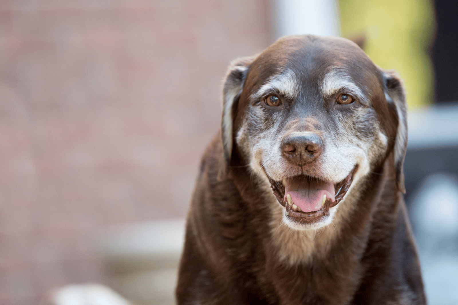 Top 7 Best Senior Dog Food For Paw–fect Nutrition in 2024