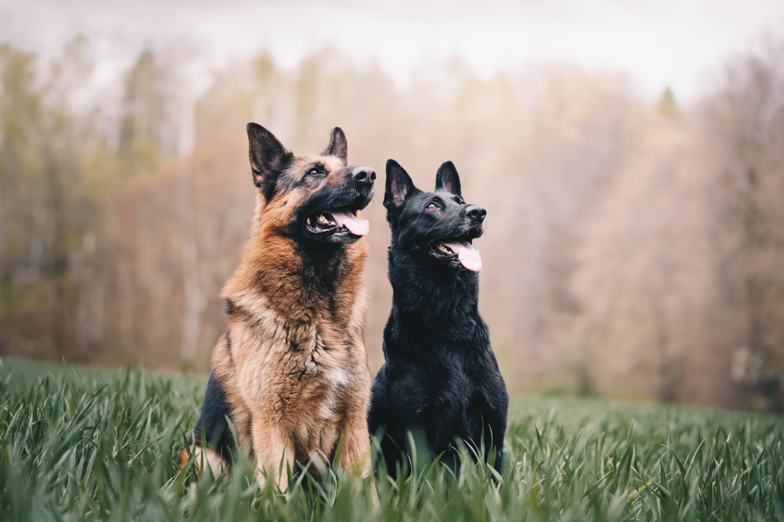 The 8 Best Foods for Your German Shepherd