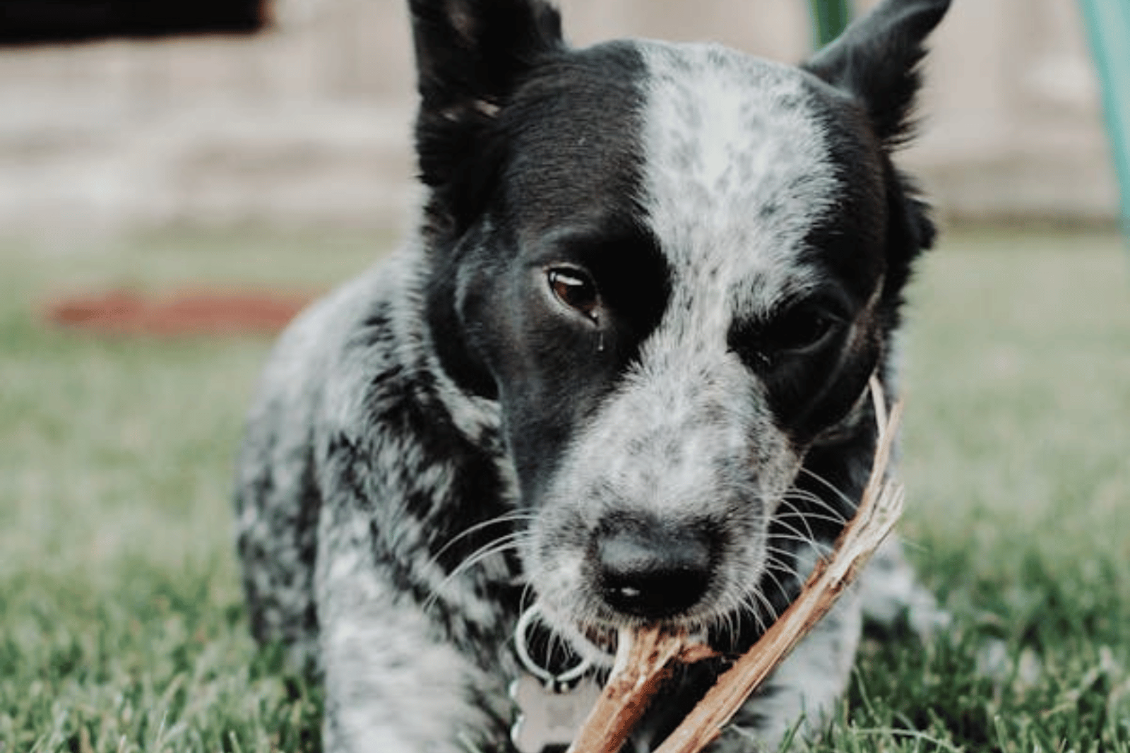 The 8 Best Bully Sticks for Dogs: Top Picks for Your Pooch