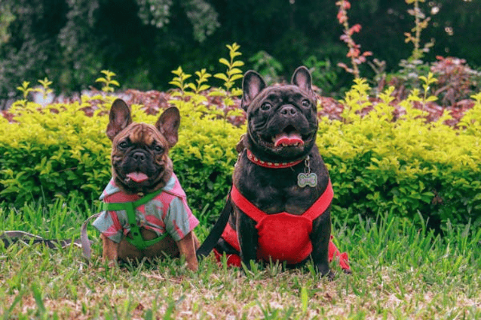 Dog Diet Decoded: The Best Food for French Bulldogs