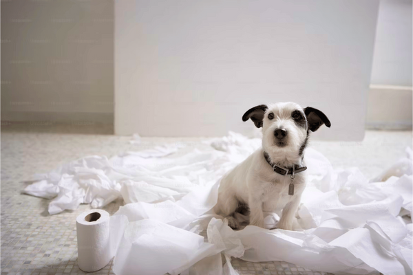 The 5 Best Dog Diapers for Mess-Free Homes