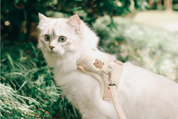 How to Harness Your Feline: The 5 Best Cat Harnesses