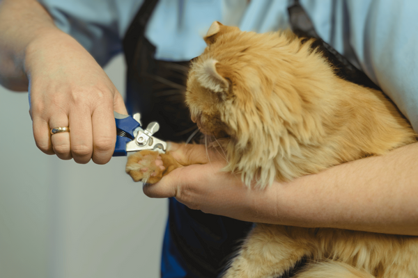 Nailed It: The 6 Best Cat Nail Clippers On the Market