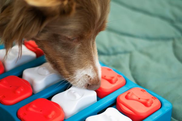 The 6 Best Dog Puzzle Toys: The Ultimate Choices for Puzzlingly Fun Canine Play