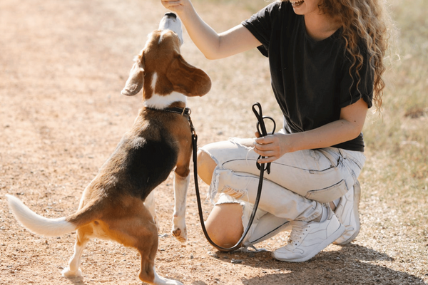 The 6 Best Dog Treat Pouches: Treat Yourself and Your Pooch!