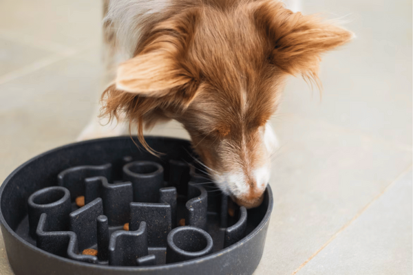 Top 6 Best Slow Feeder Dog Bowl: Promote Your Dog’s Healthy Eating!