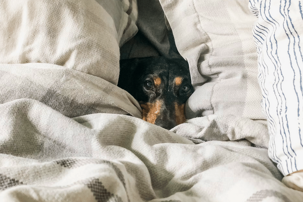 Top 5 Best Washable Dog Beds: The Ultimate Solution to Clean, Comfy Canine Comfort