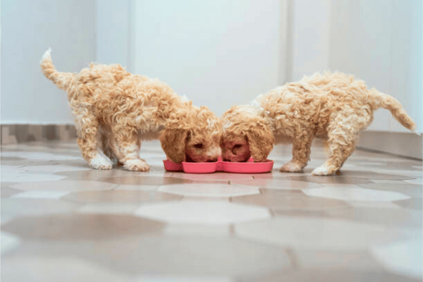 The 6 Best Dog Licking Mats for Long-Lasting Happiness