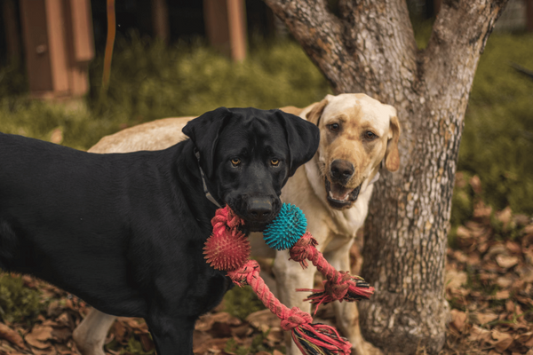 7 Best Tug Toys for Dogs to Make Playtime Memorable with Your Furry Best Friend