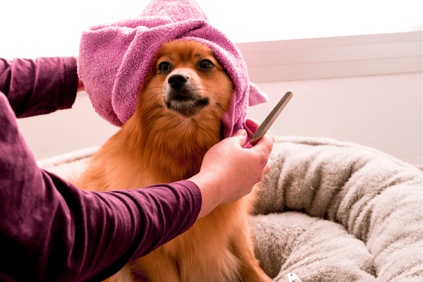 Should a Double Coated Dog Be Clipped?