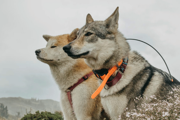 Top 8 Best Collars for Double Coated Dogs - Ultimate Comfort and Style