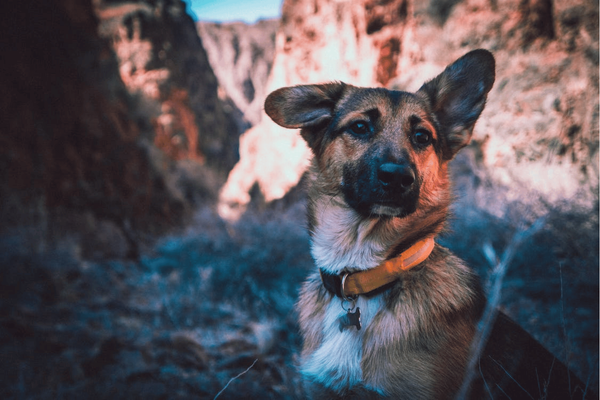 Top 6 Best Dog Collars to Prevent Hair Loss - Style & Comfort in One Go