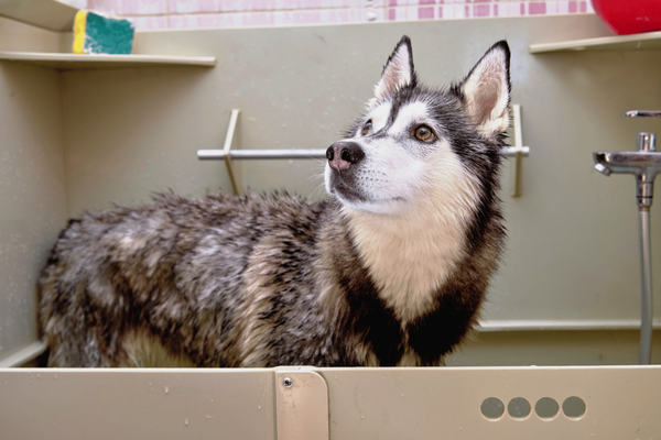 The 6 Best Shampoo for Huskies: Unleash the Perfect Furcare!