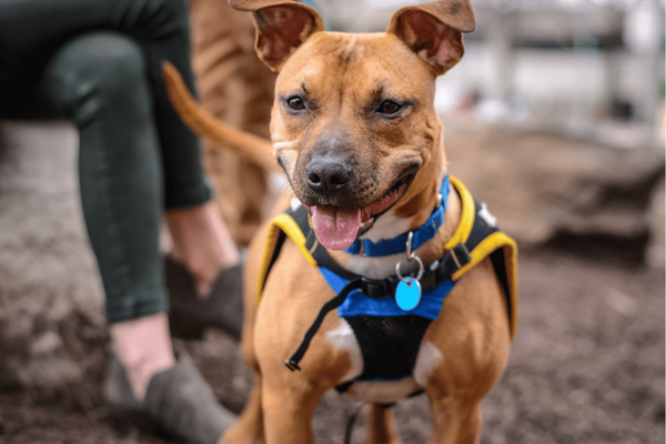 The Best Harness for Your American Bully: Unleashing Comfort and Control with our Top 8 Picks!