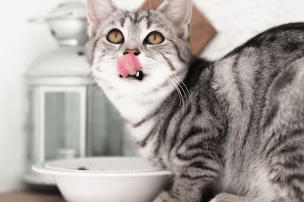 The Best Cat Food for Diarrhea: Top 8 Picks to Keep Their Tummy Happy!